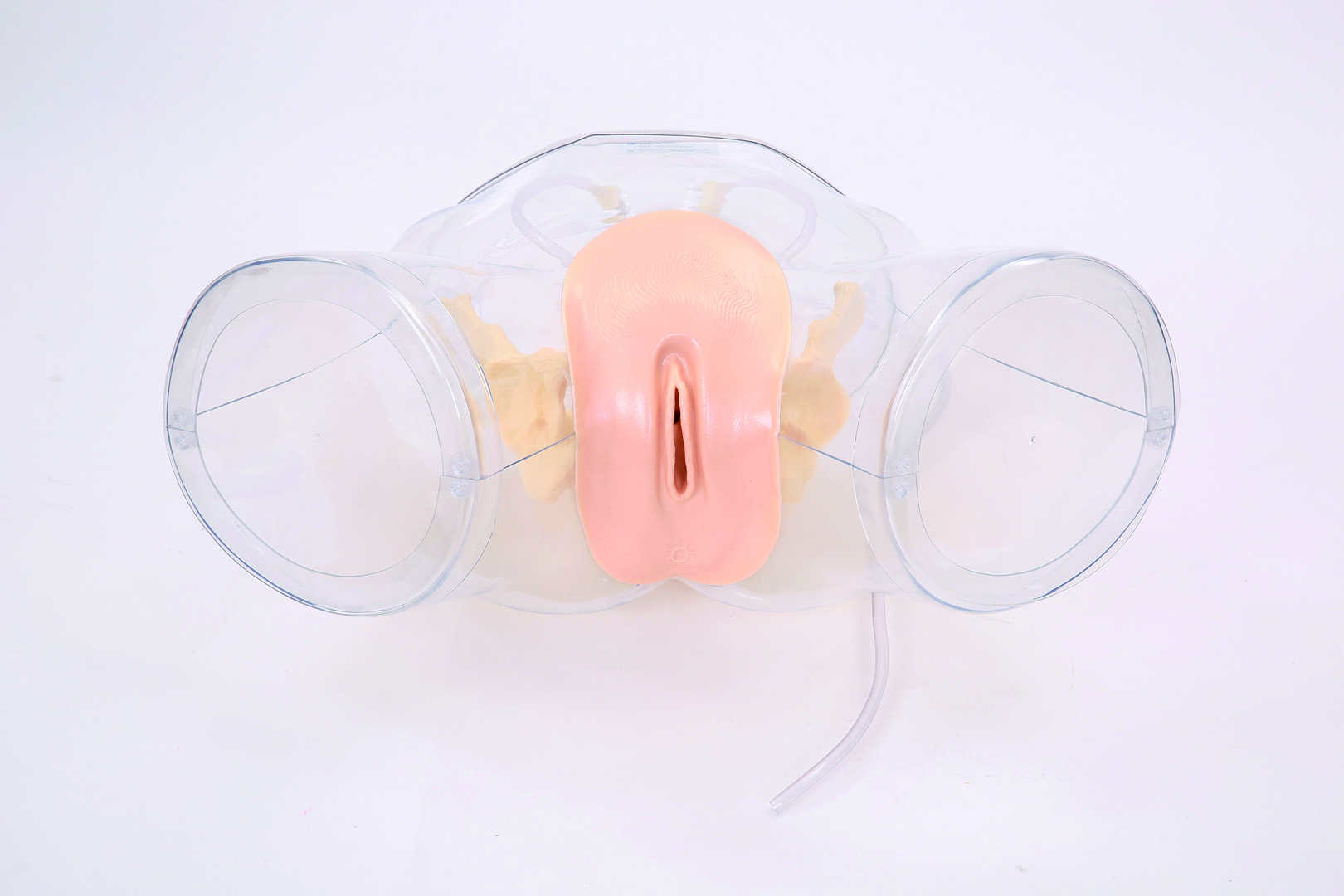 Transparent Female Catheterization Model