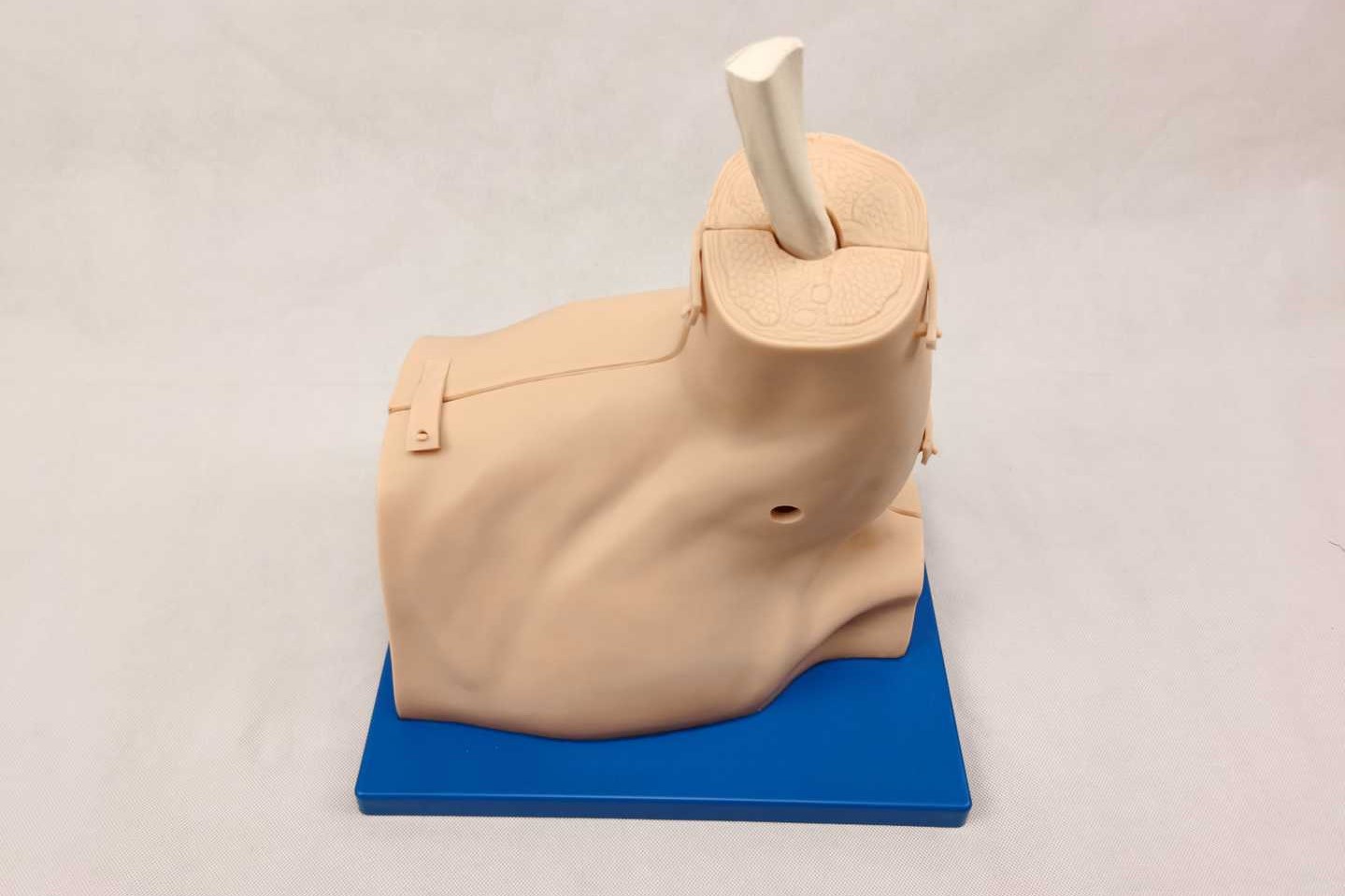 Shoulder Arthroscopy Model