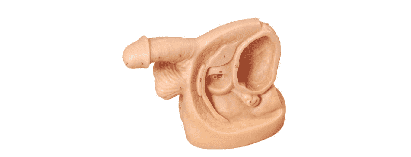 Male Internal & External Genital Organ Model