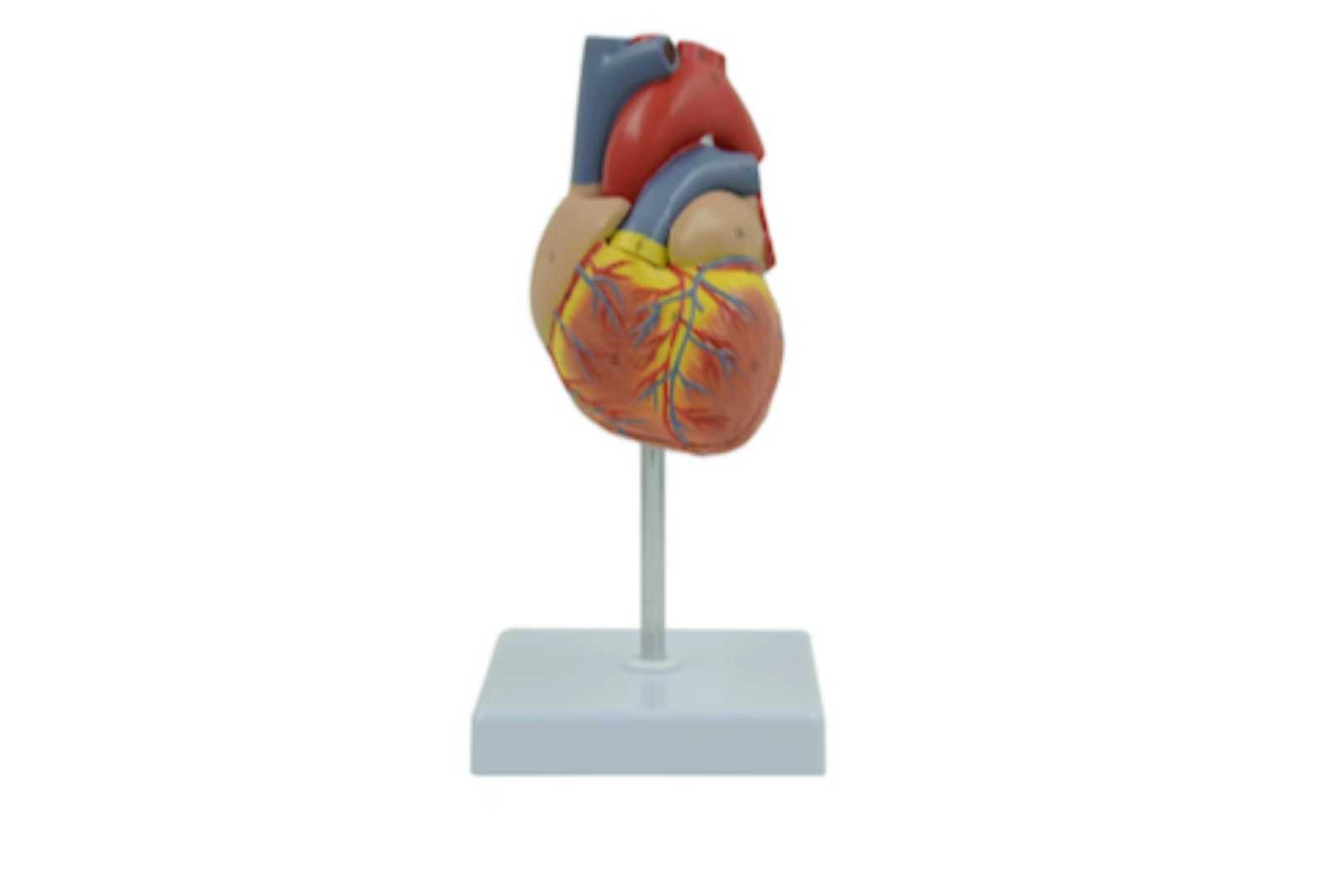 2-Part Deluxe Life-Size Human Heart Anatomy Model